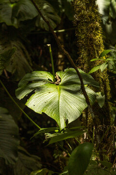 Large tropical leaf with intricate vein texture in the forest