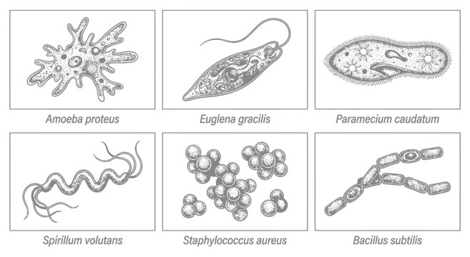 Set of six detailed black and white vintage-style illustrations of microorganisms including Amoeba proteus, Euglena gracilis, Paramecium caudatum, and various bacterial species.