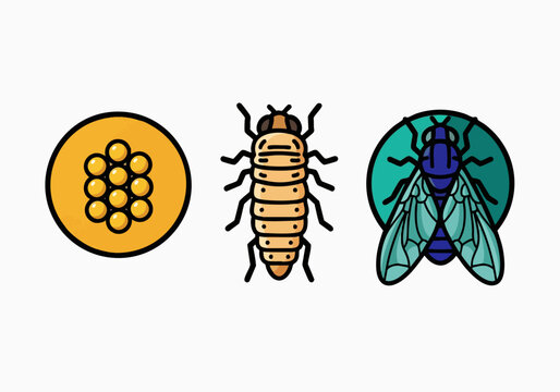 Cicada life cycle stages vector illustration