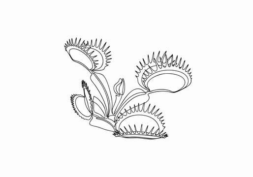 Continuous line drawing of venus flytrap