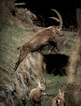 Male ibex jumping over two young ibex in Pontresina in the Engadine valley