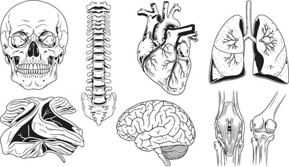 Obraz premium Collection of human anatomy illustrations including skull spine heart lungs brain and knee joint presented as detailed line art for medical and educational purposes
