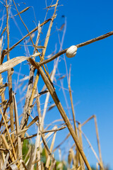 Fototapeta premium White Snail Shell Clinging To Dry Grass Stem Against Clear Blue Sky Nature Closeup