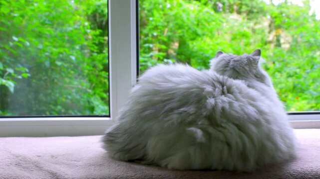 Cat looking out window. Fluffy. Grey pet sitting on pink blanket. Cozy domestic animal video. Summer garden view outside. Longhair feline watching nature. Peaceful home aesthetic footage. White furry