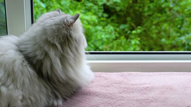 Fluffy grey cat at window. Light pet sitting on pink blanket. Cozy indoor animal video. Summer garden view outside. Longhair feline watching foliage. Peaceful home aesthetic footage. White furry