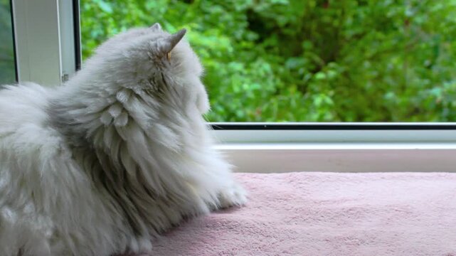 Fluffy grey cat at window. Light pet sitting on pink blanket. Cozy indoor animal video. Summer garden view outside. Longhair feline watching foliage. Peaceful home aesthetic footage. White furry