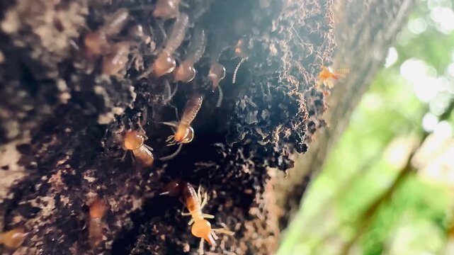 Close-up slow-motion video of termites active walking and building a mud nest on a big tree trunk in the tropical rain forest with a blurry vibrant green nature foliage bokeh background.