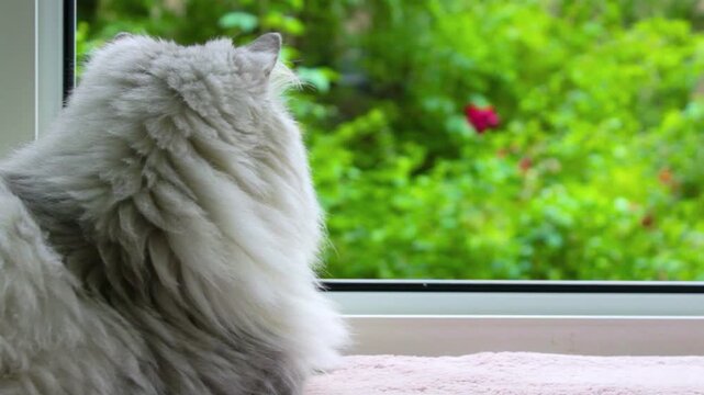 Fluffy cat window view. Grey pet resting indoor. Cozy pink blanket detail. Soft furry kitten looking. Green garden background blur. Cute domestic animal watch. Summer backyard trees outside. Calm