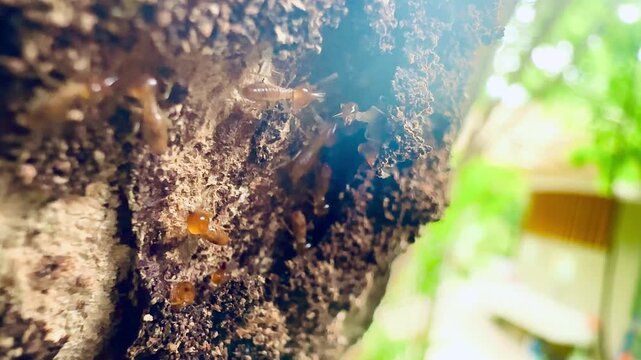 Close-up slow-motion video of termites active walking and building a mud nest on a big tree trunk in the tropical rain forest with a blurry vibrant green nature foliage bokeh background.