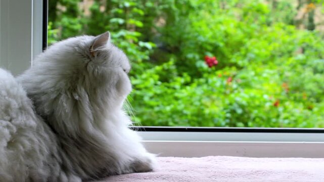 Fluffy cat window. Light grey pet watching. Cozy home mood. Green garden background. Soft pink blanket. Cute animal relaxing. Watching nature outside. Calm domestic scene. Long hair kitten. Summer