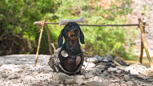 A black and tan dachshund dog dressed in a primitive fur costume balances a bone on its head beside a wooden rack on a rocky riverbed, barking and licking its lips, a concept of ancient domestication.