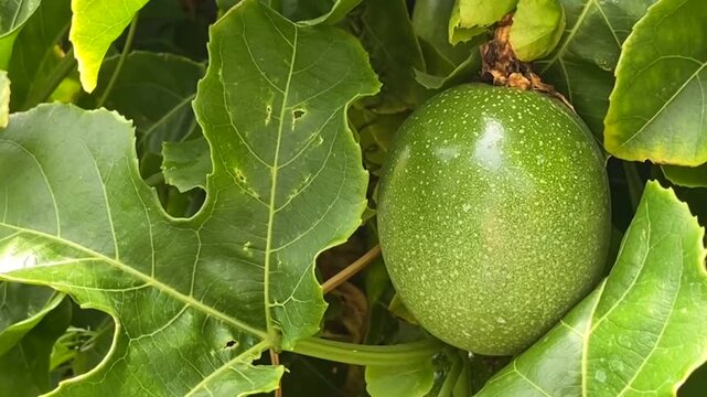 Green passion fruit hanging on the tree in the garden. Passiflora edulis also known as Maracuya or Parcha on the vine close up,4K.