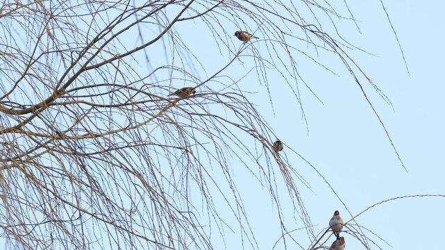 Flock of small birds, Yellow tits sitting in a weeping willow tree against a blue sky. Spring