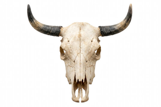 Bull skull with long curved horns