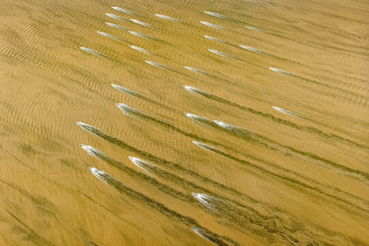 Devices installed in the Qiantang River to catch eel fries (eel babies) are washed during  the rising tide, the secene resembles boat racing against current.