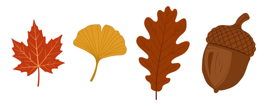 Autumn forest elements collection featuring maple ginkgo and oak leaves with acorn isolated on transparent background.
