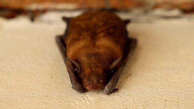 Macro Close Up of Wild Egyptian tomb bat (Taphozous perforatus) Resting Indoors 180fps Captured in Cinematic High Detail Footage