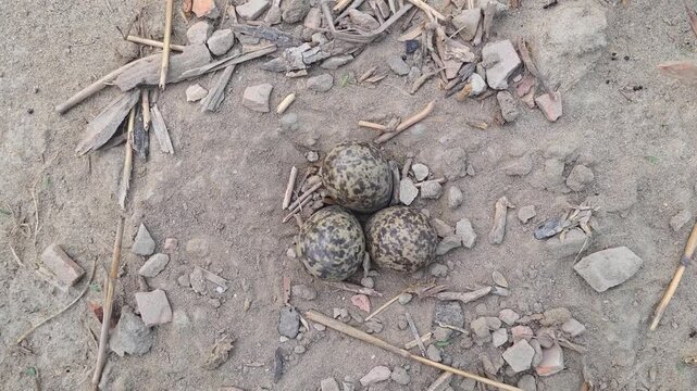 Red-wattled lapwing (Vanellus indicus) Camouflaged Wild Bird Eggs Lying in Nest on Dirt Ground 4k Captured in Cinematic High Detail Footage