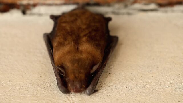 Macro Close Up of Wild Egyptian tomb bat (Taphozous perforatus) Resting Indoors 180fps Captured in Cinematic High Detail Footage