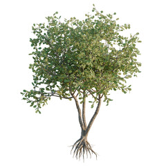 Obraz premium Clusia Rosea tree, elevation, front view, cutout, transparent background, isolate, 3D Render of a Lush Green Tree with Visible Root System on Black Background - Nature Illustration