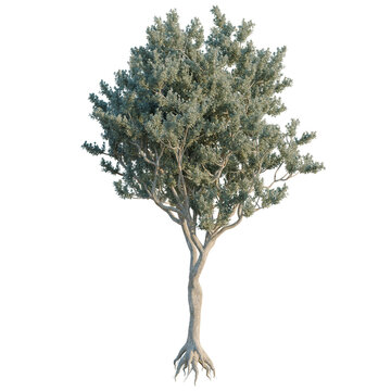 Conocarpus Erectus tree, elevation, front view, cutout, transparent background, isolate, Detailed Render of a Silver Birch Tree with Exposed Roots on Black Background - Perfect for Design