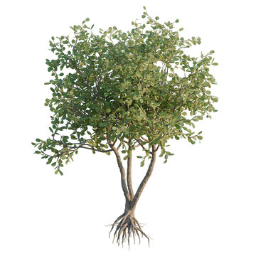 Clusia Rosea tree, elevation, front view, cutout, transparent background, isolate, 3D Render of a Lush Green Tree with Visible Root System on Black Background - Nature Illustration