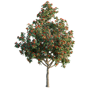 Cordia Sebastena tree, elevation, front view, cutout, transparent background, isolate, Detailed Image of a Tree with Red Berries on a Transparent Background - Stock Photo