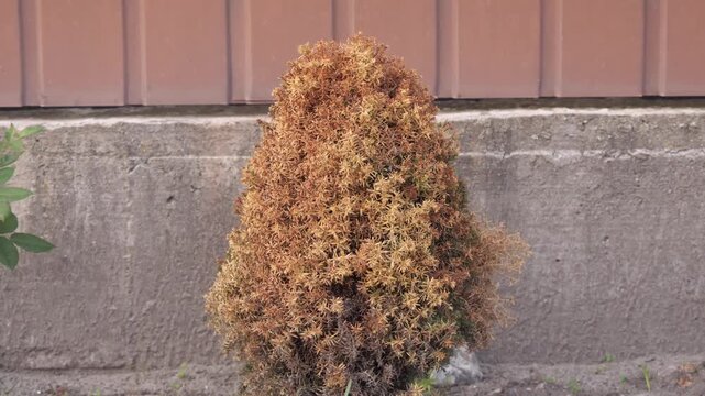 dry young tree from drought