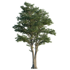 Fototapeta premium Tilia tree, elevation, front view, cutout, transparent background, isolate, Detailed Rendered Tree with Lush Green Foliage on a Black Background - Perfect for Design Elements