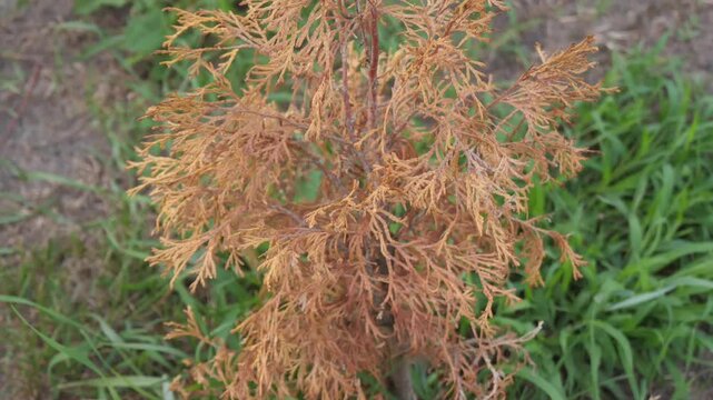 dry young tree from drought