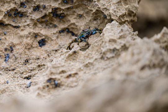 Juvenile Sally Lightfoot crab Grapsus grapsus camouflaged on textured coastal rock formation Puerto Rico