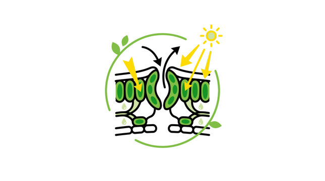 Biological illustration of plant stomata gas exchange and photosynthesis.