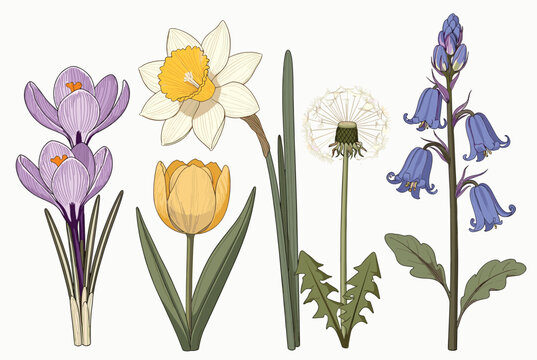 Beautiful hand drawn spring flowers set including purple crocus yellow tulip white daffodil dandelion and bluebells.