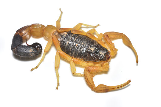 Closeup of the Arabian Black Tailed Scorpion Hottentotta scaber from Saudi Arabia, photographed on white background.