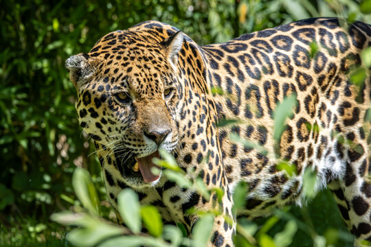 Jaguar
