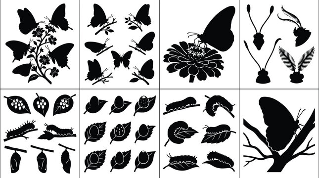 Butterfly life cycle and anatomy black silhouette vector icon set featuring caterpillar chrysalis cocoons and eggs