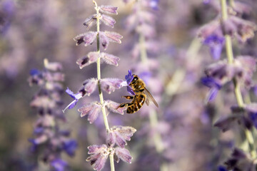 Honey bee collecting nectar from purple lavender flowers © adam