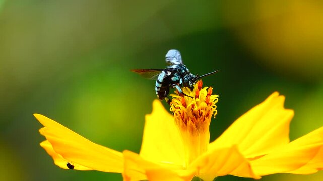 A beautiful blue banded bee (Amegilla) flying and collecting nectar and pollen on a vibrant yellow cosmos flower in the garden with green background