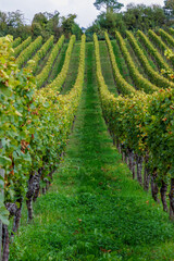 Obraz premium Symmetrical grapevines rows rising on a green hillside vineyard in Würzburg, Germany.