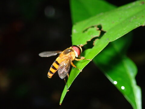 bee on a yellow flower