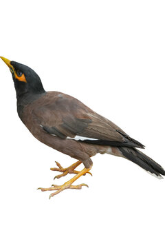 Common Myna bird standing in a side profile view looking upwards with sharp feather details and bright yellow eye patches isolated on white background PNG