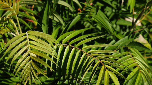fresh green sumac tree leaves with sunlight