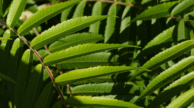 fresh green sumac tree leaves with sunlight