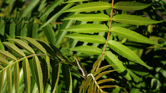 fresh green sumac tree leaves with sunlight