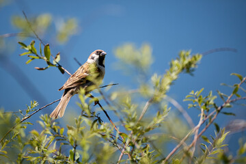 blue tit perched on a branch © smirs
