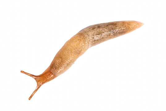 Detailed View of a Slimy Terrestrial Slug