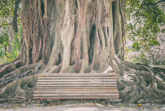 Wooden bench in front of a large banyan tree, Jardim da Estrela park in Lisbon, Lisbon