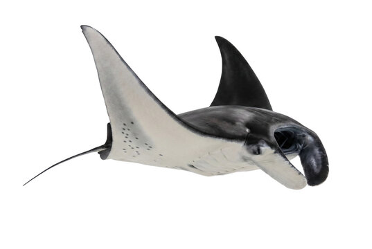Majestic Manta Ray Gliding Through the Ocean Depths