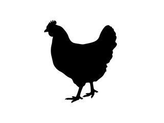 hen and chicken © Erin