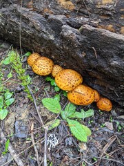 mushrooms on a tree © Zachary
